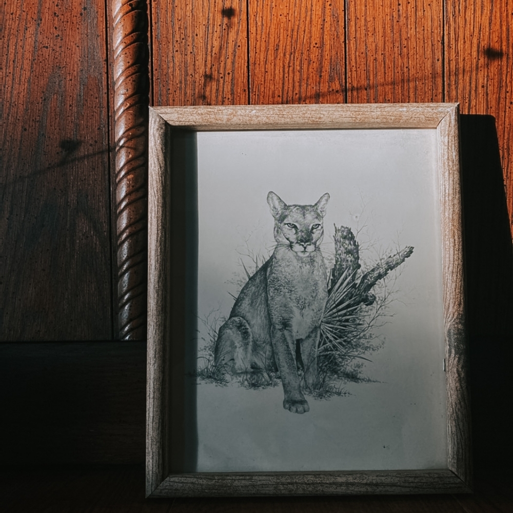 Mountain lion drawing